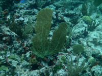 Underwater